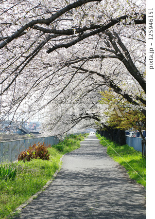 UR津久野団地の桜 125946151