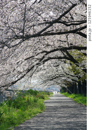 UR津久野団地の桜 125946152