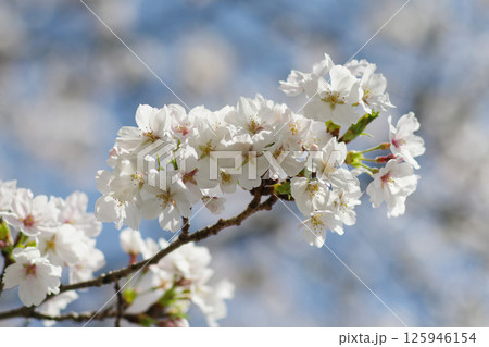 UR津久野団地の桜 125946154