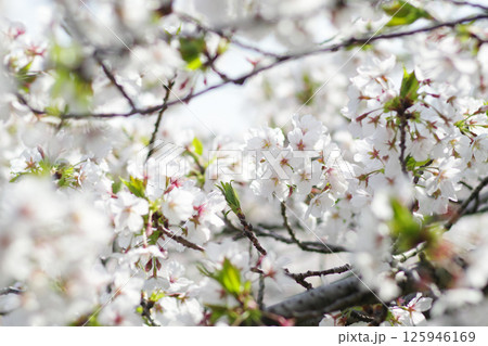 UR津久野団地の桜 125946169
