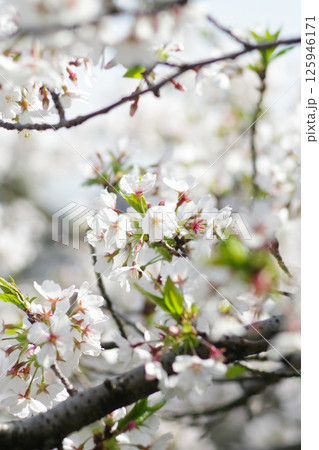 UR津久野団地の桜 125946171