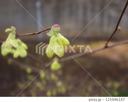 ヒュウガミズキ 125946187