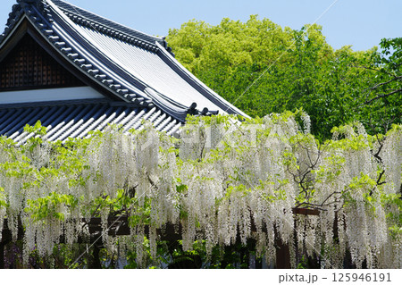 葛井寺の藤棚 葛井寺の藤棚 125946191