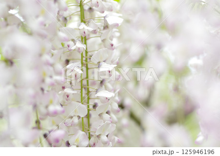 白井大町藤公園の藤棚 白井大町藤公園の藤棚 125946196