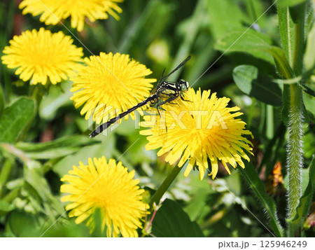 タンポポの花にとまるタベサナエ タンポポの花にとまるタベサナエ 125946249