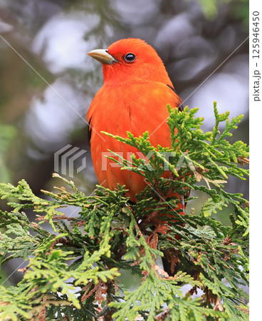 Scarlet tanager perching on branch tree, Canada 125946450