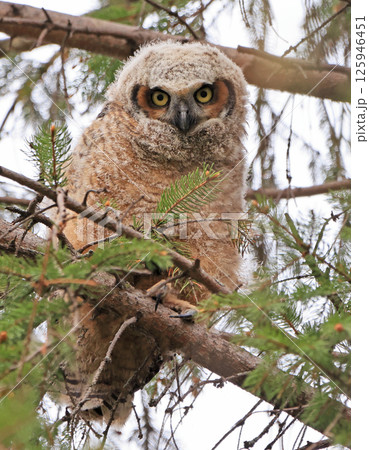 Great-horned Owl baby perched on a fir branch in the forest, Quebec, Canada 125946451