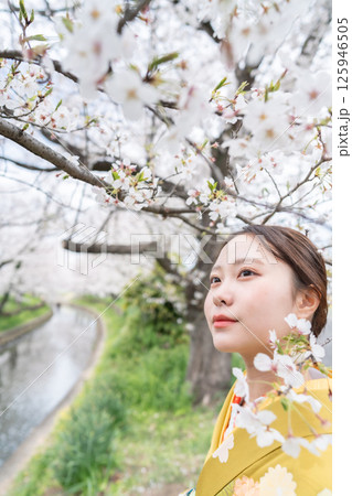 満開の桜の下振袖を着た成人女性 125946505
