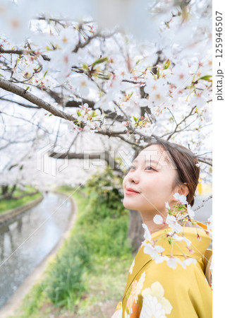 満開の桜の下振袖を着た成人女性 125946507