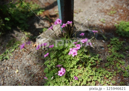 道端に咲くピンクの花 125946621