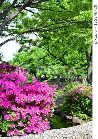 公園の池とツツジ 公園の池とツツジ 125946729