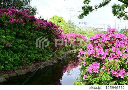 公園の池とツツジ 125946732