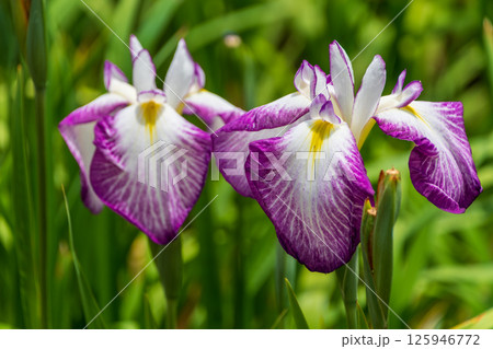 鮮やかな紫と白のハナショウブが並ぶ初夏の風景 125946772
