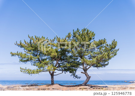 「青森県」春の大須賀海岸の風景 八戸市 「青森県」春の大須賀海岸の風景 八戸市 125946778