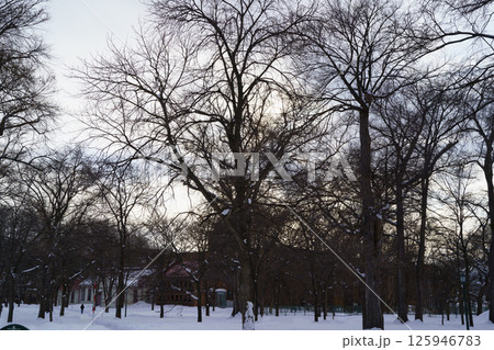 北海道大学キャンパス 雪景色 バックグラウンド 北海道大学キャンパス 雪景色 バックグラウンド 125946783