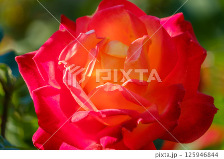 夕日に照らされる情熱的な赤と橙の薔薇 125946844