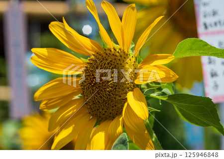夏の陽射しに輝く元気なひまわり 125946848