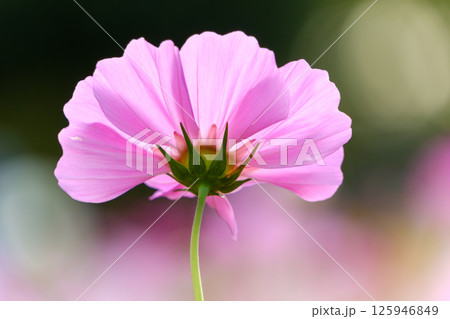 逆光に浮かぶコスモスの花びらのシルエット 逆光に浮かぶコスモスの花びらのシルエット 125946849