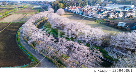 空撮「埼玉県」見沼田んぼの桜並木 さいたま市 空撮「埼玉県」見沼田んぼの桜並木 さいたま市 125946861
