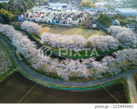 空撮「埼玉県」見沼田んぼの桜並木 さいたま市 空撮「埼玉県」見沼田んぼの桜並木 さいたま市 125946862