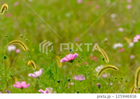 秋の草原に揺れるコスモスとエノコログサ 秋の草原に揺れるコスモスとエノコログサ 125946916