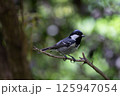 枝に止まるヒガラ 125947054