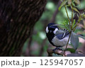 枝に止まるシジュウカラ 125947057