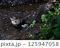 水浴びをするコムクドリ 125947058