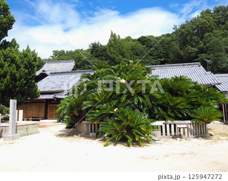 誓願寺の蘇鉄【香川県小豆島】3 誓願寺の蘇鉄【香川県小豆島】3 125947272