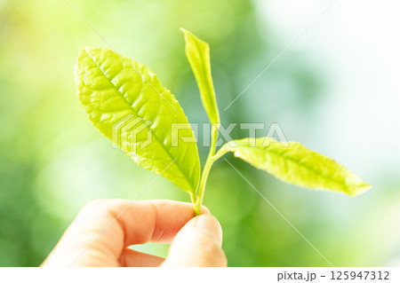 初夏に芽吹いて初摘みされた茶葉の新芽 125947312