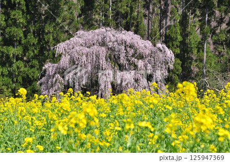 菜の花と満開の坪井のしだれ桜 125947369