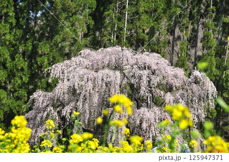 菜の花とのコラボが素晴らしい坪井のしだれ桜 菜の花とのコラボが素晴らしい坪井のしだれ桜 125947371