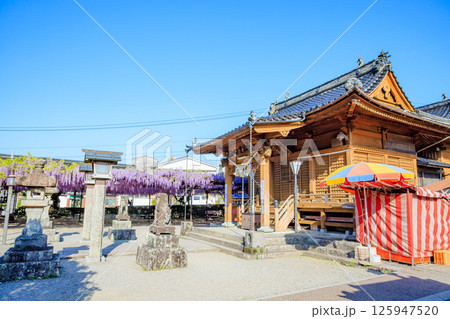 黒木の大藤 黒木素盞鳴神社 福岡県八女市 黒木の大藤 黒木素盞鳴神社 福岡県八女市 125947520