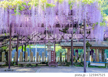 黒木の大藤　黒木素盞鳴神社　福岡県八女市 125947525