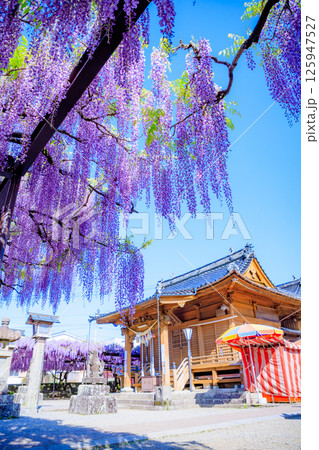 黒木の大藤 黒木素盞鳴神社 福岡県八女市 黒木の大藤 黒木素盞鳴神社 福岡県八女市 125947527
