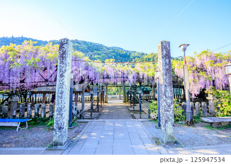 黒木の大藤 黒木素盞鳴神社 福岡県八女市 黒木の大藤 黒木素盞鳴神社 福岡県八女市 125947534