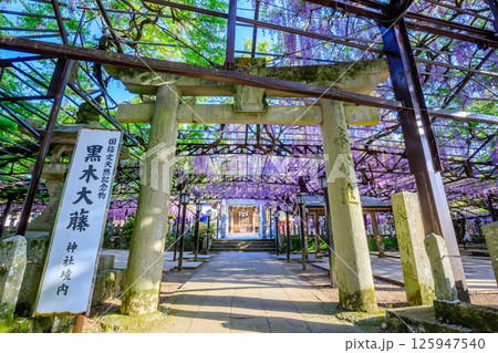 黒木の大藤 黒木素盞鳴神社 福岡県八女市 黒木の大藤 黒木素盞鳴神社 福岡県八女市 125947540