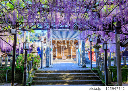 黒木の大藤　黒木素盞鳴神社　福岡県八女市 125947542