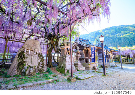 黒木の大藤 黒木素盞鳴神社 福岡県八女市 黒木の大藤 黒木素盞鳴神社 福岡県八女市 125947549