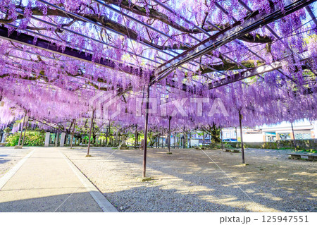 黒木の大藤　黒木素盞鳴神社　福岡県八女市 125947551