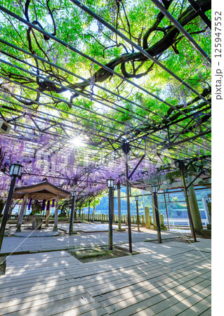 黒木の大藤　黒木素盞鳴神社　福岡県八女市 125947552