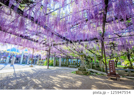 黒木の大藤　黒木素盞鳴神社　福岡県八女市 125947554