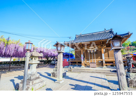 黒木の大藤　黒木素盞鳴神社　福岡県八女市 125947555