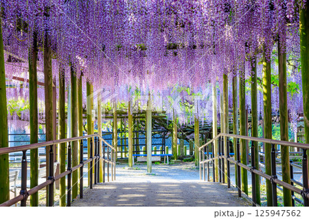 黒木の大藤　黒木素盞鳴神社　福岡県八女市 125947562