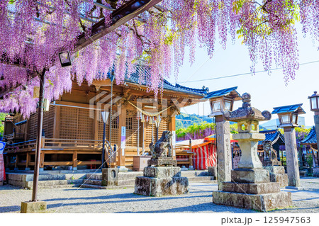 黒木の大藤 黒木素盞鳴神社 福岡県八女市 黒木の大藤 黒木素盞鳴神社 福岡県八女市 125947563