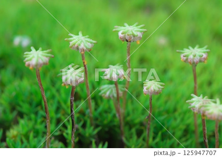 背を伸ばすゼニゴケの胞子嚢 背を伸ばすゼニゴケの胞子嚢 125947707