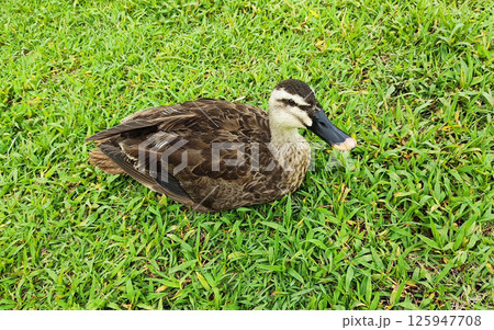 草原でリラックスするカルガモ 草原でリラックスするカルガモ 125947708