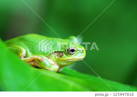 アジサイの葉の上のアマガエル 125947818
