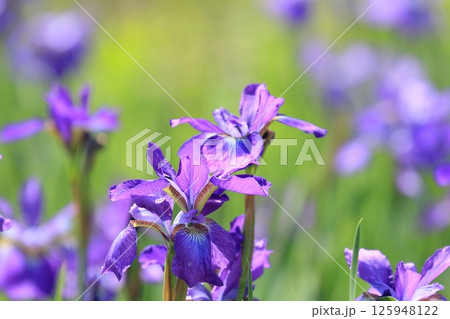 アヤメの花　あやめ 125948122