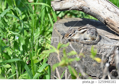 木の上でくつろぐシマリス 125948181